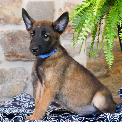 Belgian Malinois for Sale - Adopt Belgian Malinois Puppies for Sale ...