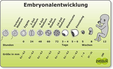 Embryo Entwicklung vermeide Verzögerungen So geht s Stand 2023