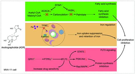 Proposed Mechanism For The Proliferation Inhibitory Effects Of Adr In