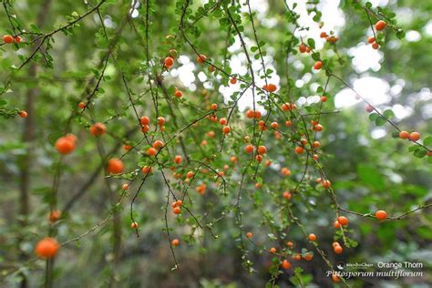 Orange Thorn Pittosporum Multiflorum This Understory Shrub Provides