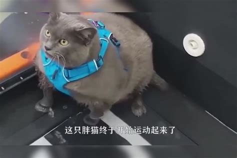 猫咪太胖了，主人带它去健身房减肥，猫咪骂骂咧咧地一直叫 减肥 猫咪 健身房