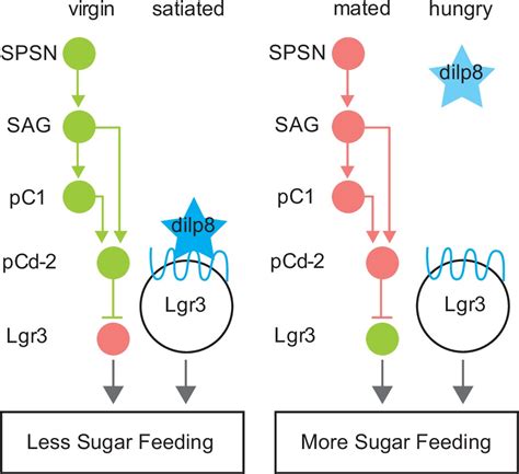 Mating Activates Neuroendocrine Pathways Signaling Hunger In Drosophila Females Elife