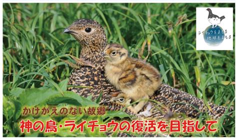 神の鳥・ライチョウの復活を目指して ちくま未来戦略サロンvol24 ちくま未来戦略研究機構