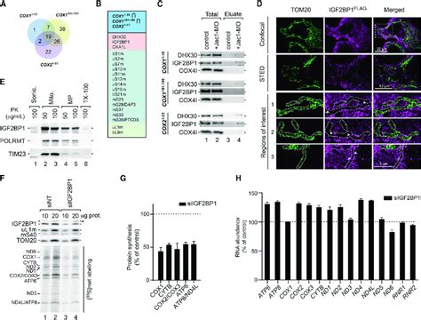 Loss Of Igf2bp1 Affects Mitochondrial Protein Translation A Venn