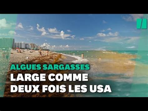 Un amas de Sargasses long comme deux fois les États Unis se dirige vers