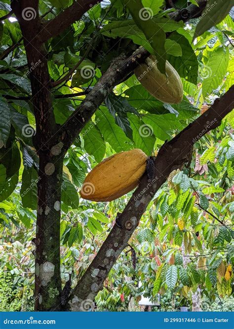 Raw Cacao Seeds on Chocolate Trees in Costa Rica. Stock Photo - Image