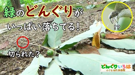 どんぐりの枝を切る虫～ハイイロチョッキリ～ - YouTube