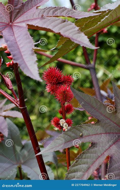 Folhas E Flores Do Leo De R Cino Ricinus Communis No Ver O A Planta