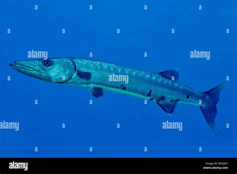 Great Barracuda Sphyraena Barracuda Stock Photo Alamy