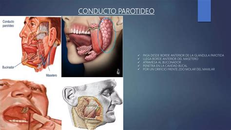 REGIONES PAROTIDEA TEMPORAL FOSA INFRATEMPORAL Pptx