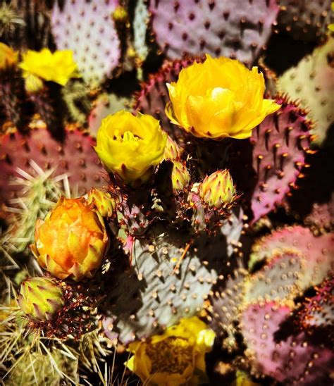 popular types  prickly pear pictorial guide