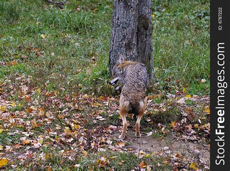 Growling Coyote - Free Stock Images & Photos - 6787222 ...