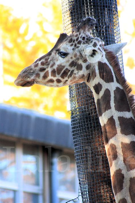 キリンさん In さいたまこども動物自然公園 20081130 Lala Live 2