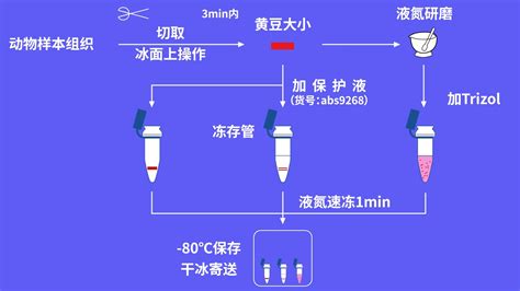 分子实验之如何保证样本核酸稳定 爱必信 absin 官网