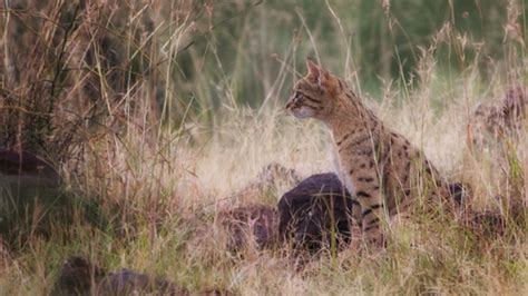 Asian Wildcat Subspecies Felis Silvestris Ornata INaturalist