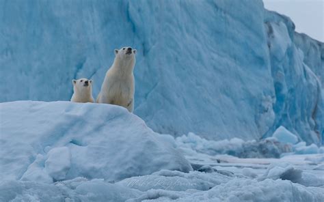 Female polar bear with cub on the pack ice along Spitsbergen coast ...