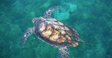 Saint Paul s engage pour les tortues marines de La Réunion