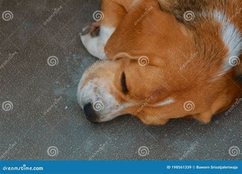 Cucciolo Di Cane Che Dorme Sul Pavimento Di Cemento Immagine Stock