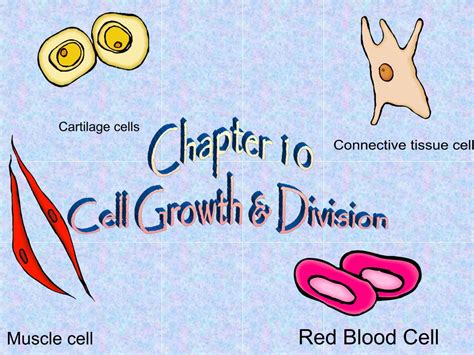 Ppt Chapter 10 Cell Growth And Division Powerpoint Presentation Id