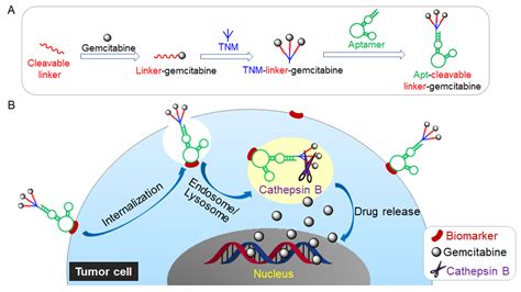 AptamerGemcitabine Conjugates With Enzymatically Cleavable Linker For