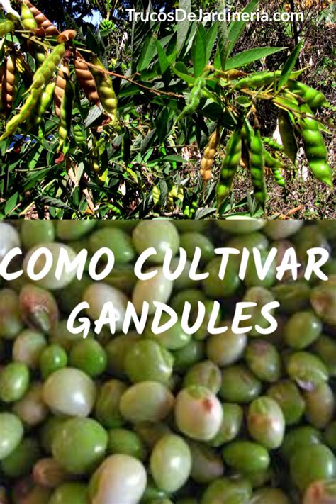 Como Cultivar Gandules Cultivo De Plantas Jard N De Productos