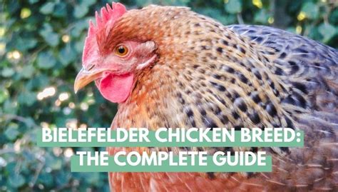 Bielefelder Chicken Breed The Complete Guide Eco Peanut