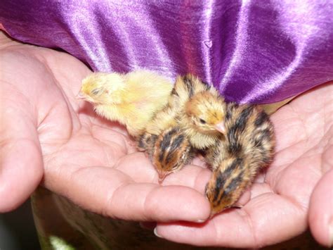 Raising Coturnix Quail At Home Great Days Outdoors