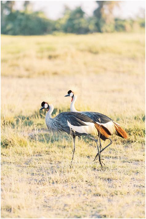 Safari in Kenya & Tanzania - winniedora.com