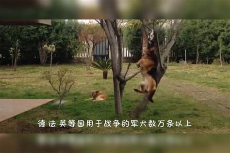 见过军犬是怎么走军步的吗？看这只军犬是怎么走的，笑喷了！ 军犬