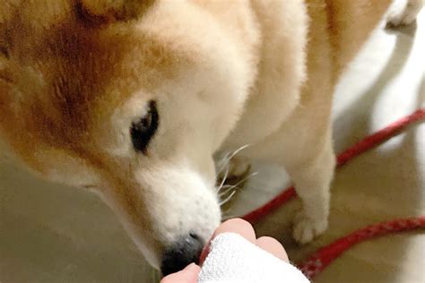 犬に噛まれてむせび泣き。委ねられる温かさから感じた大切なこと Esseonline（エッセ オンライン）