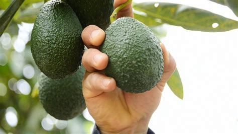 Exportaciones De Aguacate Hass Colombiano Siguen Creciendo • Periódico