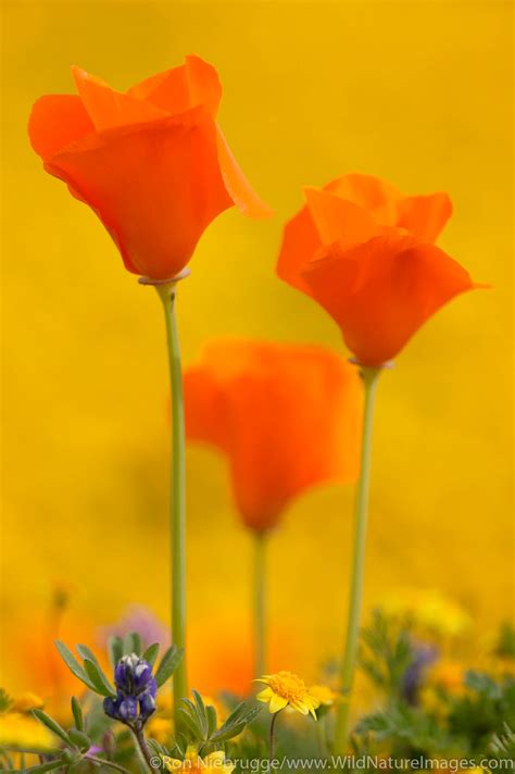 Desert Wildflowers | Photos by Ron Niebrugge