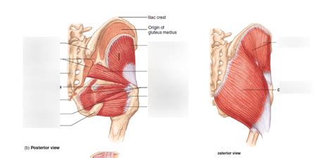 Glutes Muscles Diagram Easy Notes On Gluteal Region Learn In Just