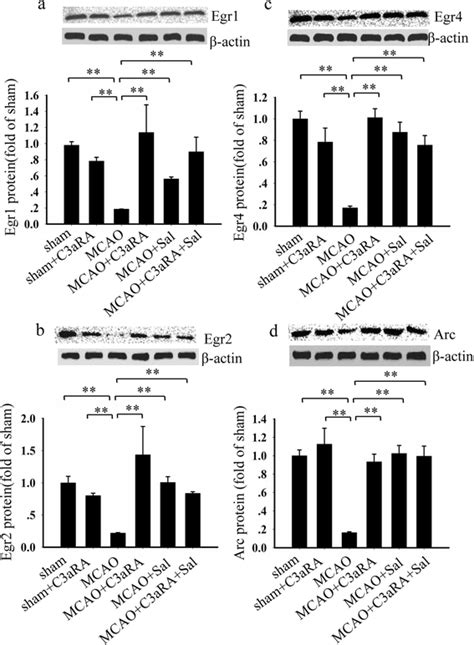 Effects Of Salidroside And C Ara On Egrs And Arc H After Iri Ad