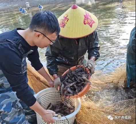 罗非鱼与罗氏沼虾混养，每亩产200斤罗氏沼虾，增加收入4000多元茂名市农村乡村振兴新浪新闻