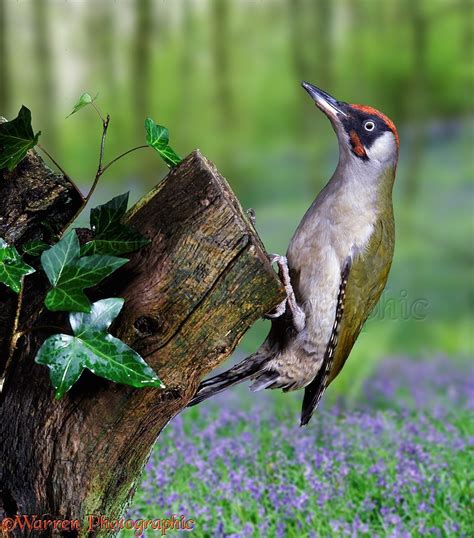 Green Woodpecker photo WP06575