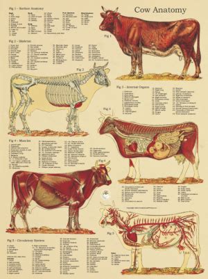 Cow Anatomy Posters