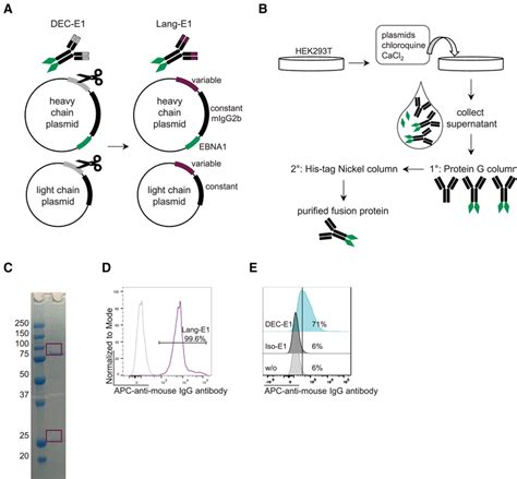 Characterization Of The AntiLangerinEBNA1 Fusion Protein A