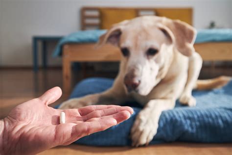 Assurance animaux et couverture des maladies héréditaires ce qu il