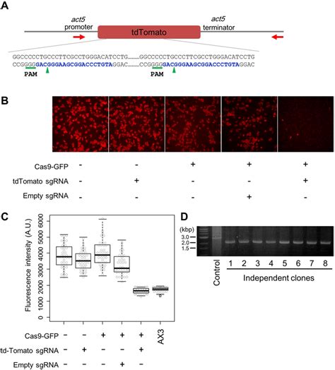 Crispr Cas Mediated Deletion In Tdtomato Knock In Cells A Schematic