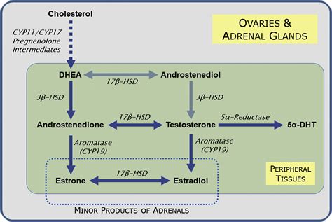 Role Of Androgens In Female Genitourinary Tissue Structure And Function Implications In The