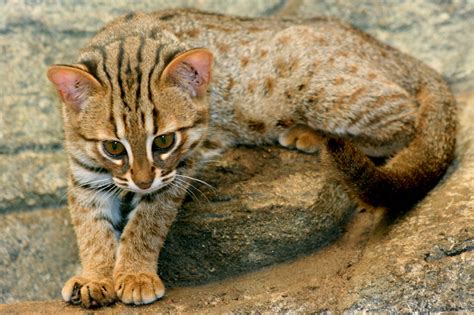 Rusty Spotted Cat Rscc 31st July 2015 Zoochat