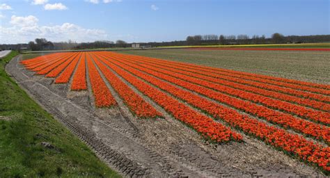 What is the national flower of the Netherlands?