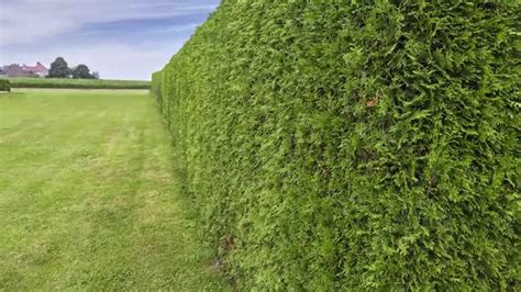 A focus on Leylandii hedging: All you need to know about ...