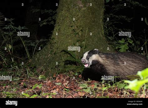 Badger Cub Mother Hi Res Stock Photography And Images Alamy