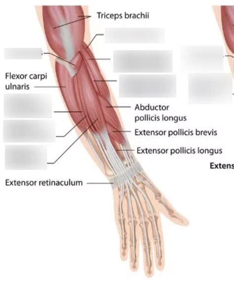 Muscles That Move The Hand Diagram Quizlet