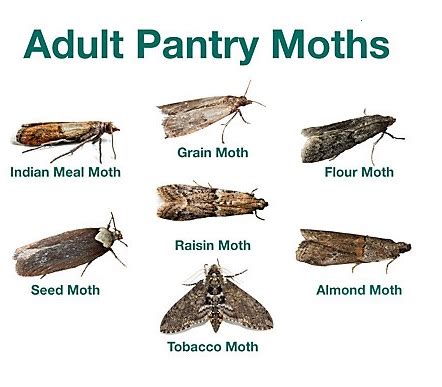 Types Of House Moths (With Pictures) Identification Guide | atelier ...