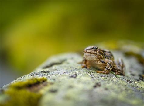 Free Photo: Frog Sitting on a Rock