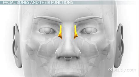 Facial Bones | Anatomy & Functions - Video & Lesson Transcript | Study.com