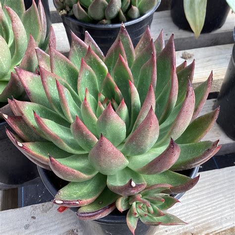 Echeveria Red Tip Succulent Gardens